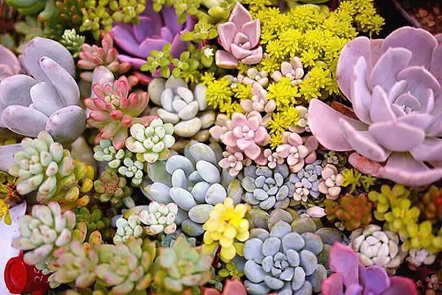 華亭鎮(zhèn)團委聯合上海滬工閥門廠開展微景觀綠植DIY活動(圖2)